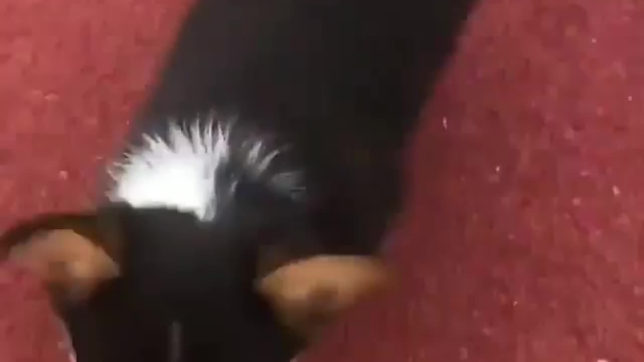 funny animals