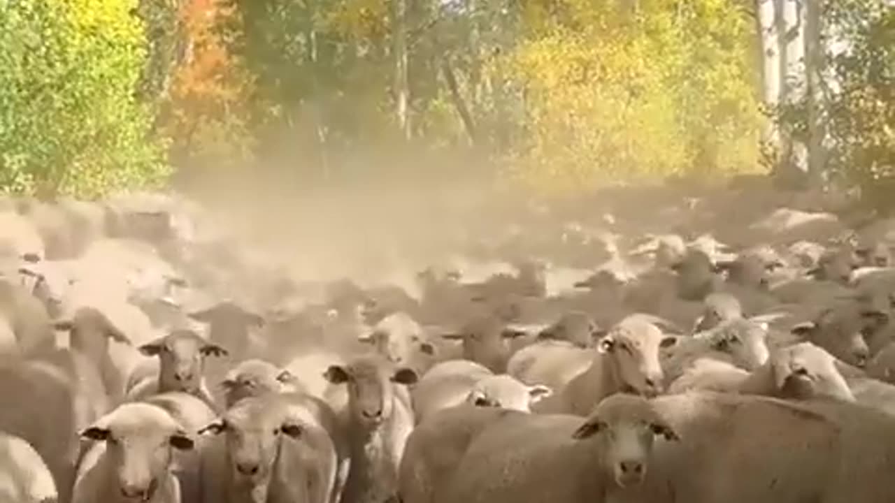 🤯✨ Witness Utah Mountains Blocked by an 'Endless Sea' of Sheep! | FeedMyCuriosity