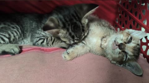 July Kitten Vlog Patch trying to wake up Kkopy