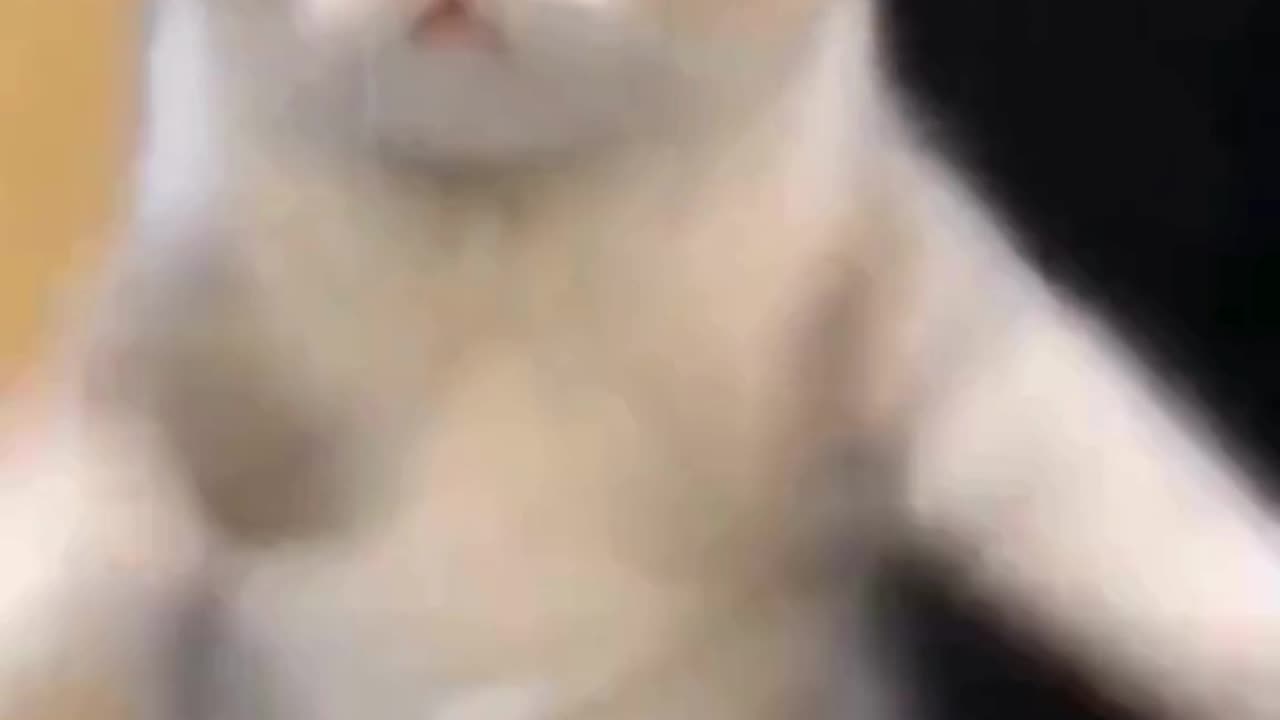 Cute Kittens FORGOT How to Cat!"EPIC Cat vs. Gravity Fails! 😂 (SPOILER: They videos#
