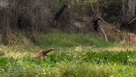 Tiger Hunt a Crocadile