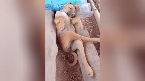 Is this cat silly or not?
