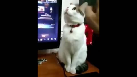Funny animals - Funny cats / dogs
