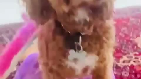 🐶 Dog Fashion Show 🐾