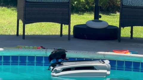 Crow Goes for a Ride on a Pool Skimmer