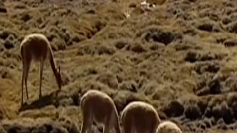 vicuña