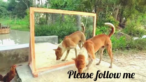 Angry dogs vs mirror reaction | Funny dogs fighting mirror | Amazing mirror reactions on dog