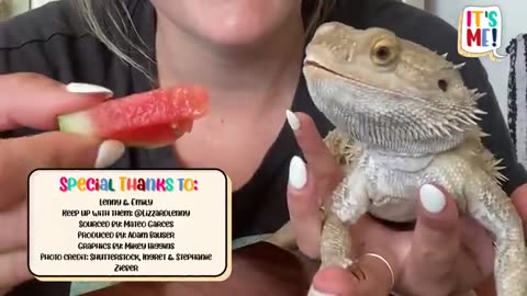Try not to Laugh