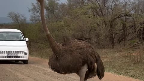 Ostrich incoming