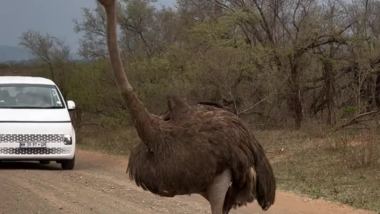 Ostrich incoming