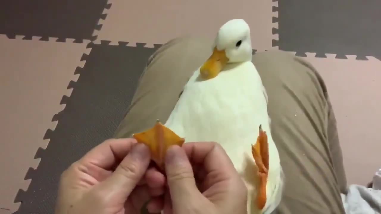 Ducky gets a foot massage