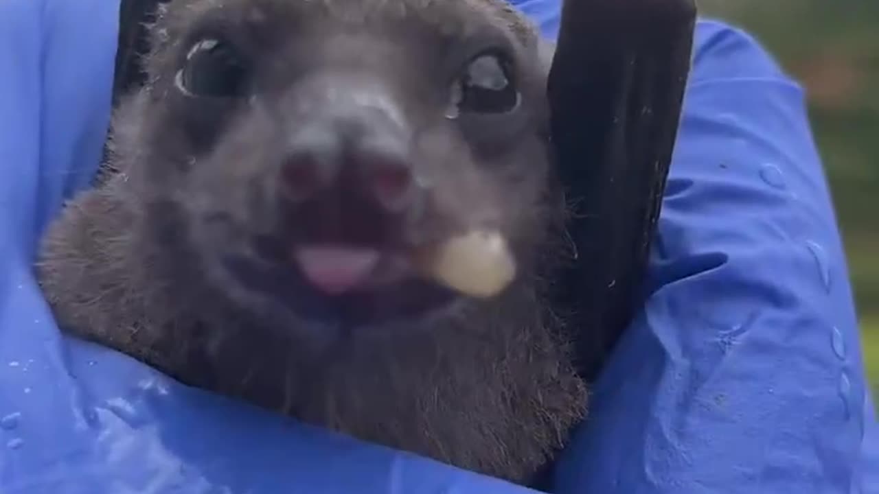 Todays mission: feed a bat a banana