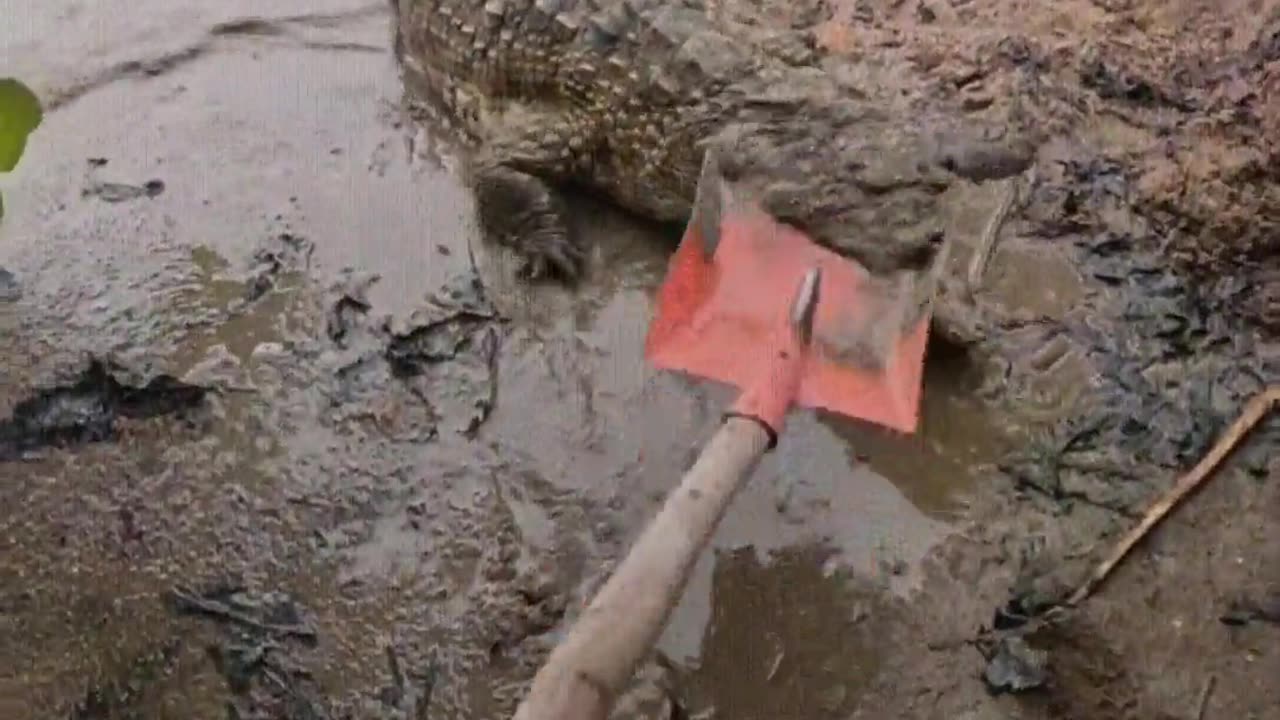 The crocodile wants to fight with me.