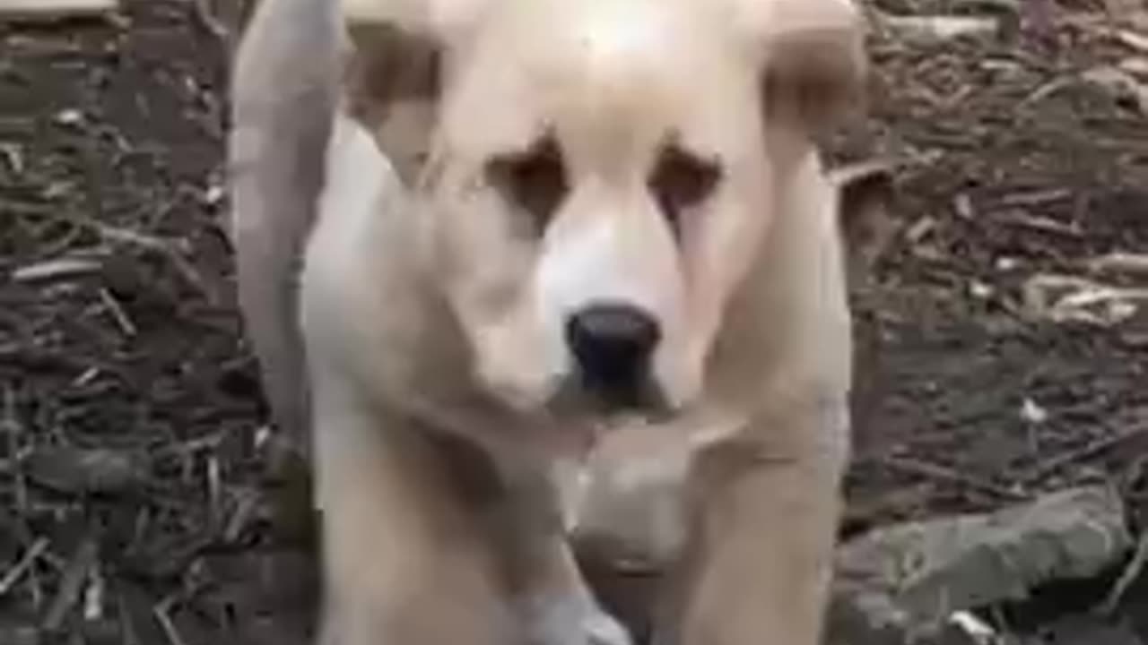 Betcha Never Seen a Dog With Ears Like This!