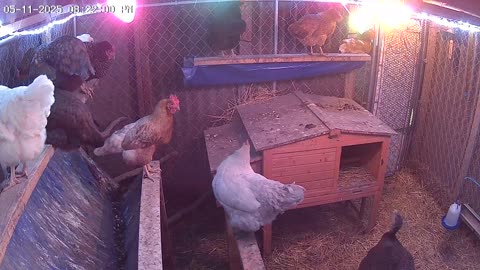 Sunday Night Perch Up Cam1