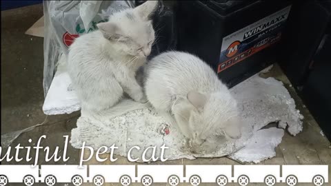 My two pet cats are getting ready for sleep.