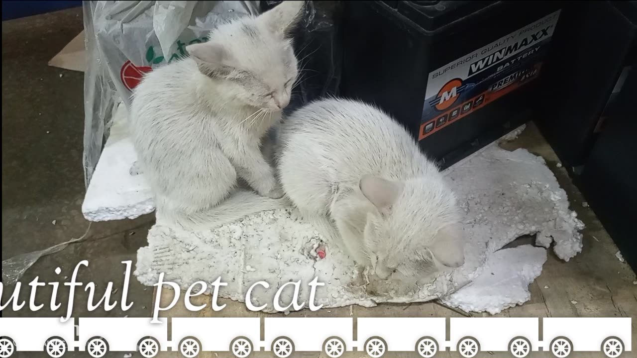 My two pet cats are getting ready for sleep.