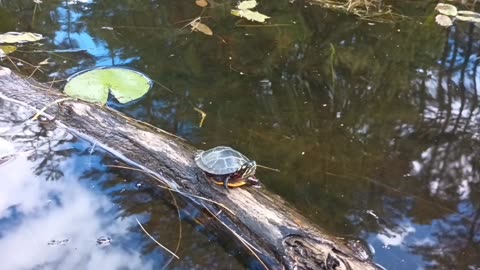 Painted Turtle
