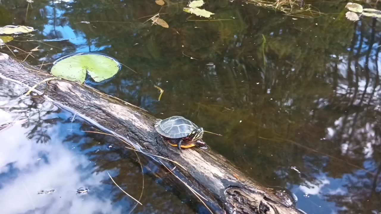 Painted Turtle