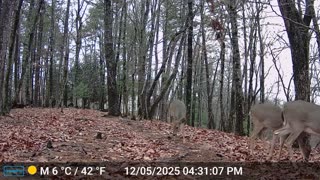 The Woods – 12/06/2025