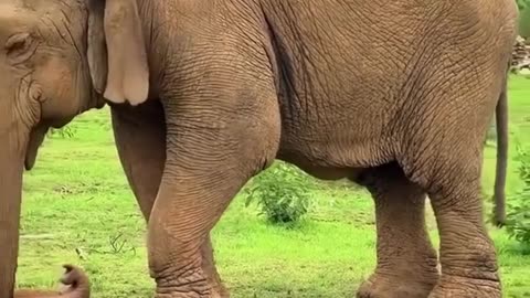 🤯✨ The Oldest Elephant Passes Away at 109! | FeedMyCuriosity