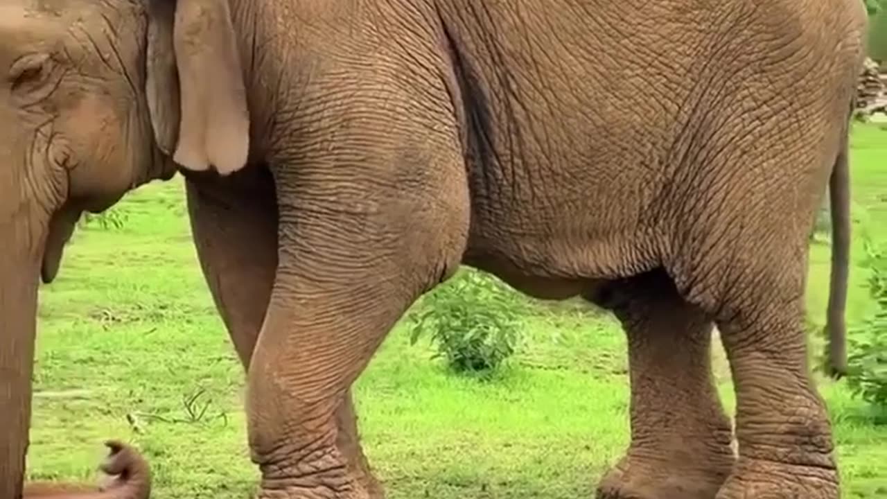🤯✨ The Oldest Elephant Passes Away at 109! | FeedMyCuriosity