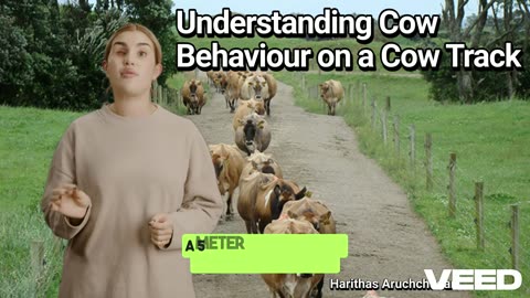 Why Watching Cows Walk Could Change Your Dairy Farm: Cow Behaviour on a Cow Track