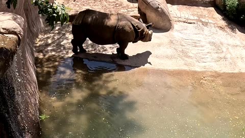 Rhino at the El Paso Zoo in Texas