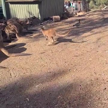 Only in Australia 🇦🇺