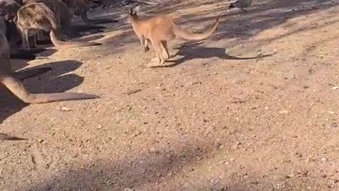 Only in Australia 🇦🇺