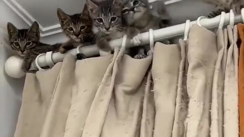 Cute & Funny Cats Compilation | Adorable & Clumsy Moments That’ll Make You Laugh!