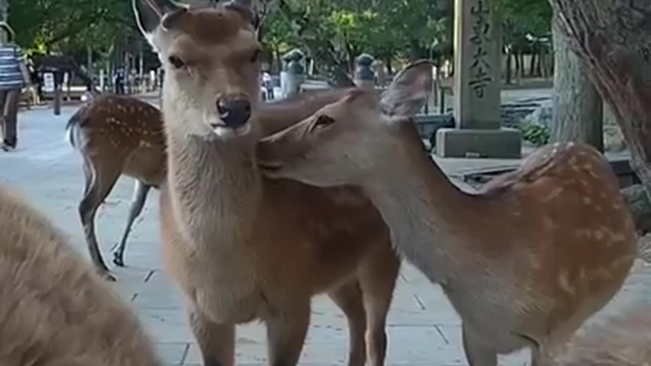 This is my friend and I am always alone 😒