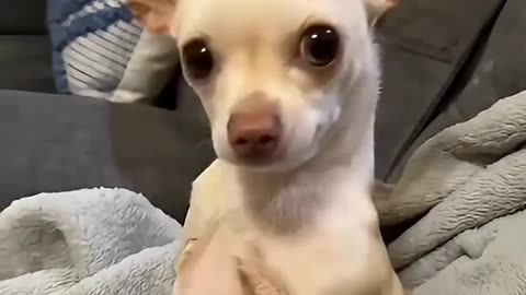 Dog's Comedy Videos 🤣 so cute videos 😍 funny videos in puppies comedy scenes 🤣