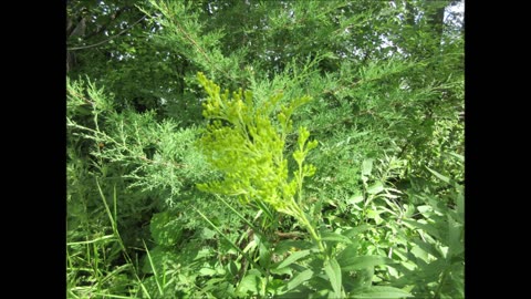 Goldenrod Surprise Goldenrod Aug 2023