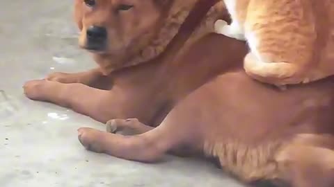 Little dogs comedy Videos 🤣 so cute videos and puppies comedy scenes 🤣 so cute videos 😍