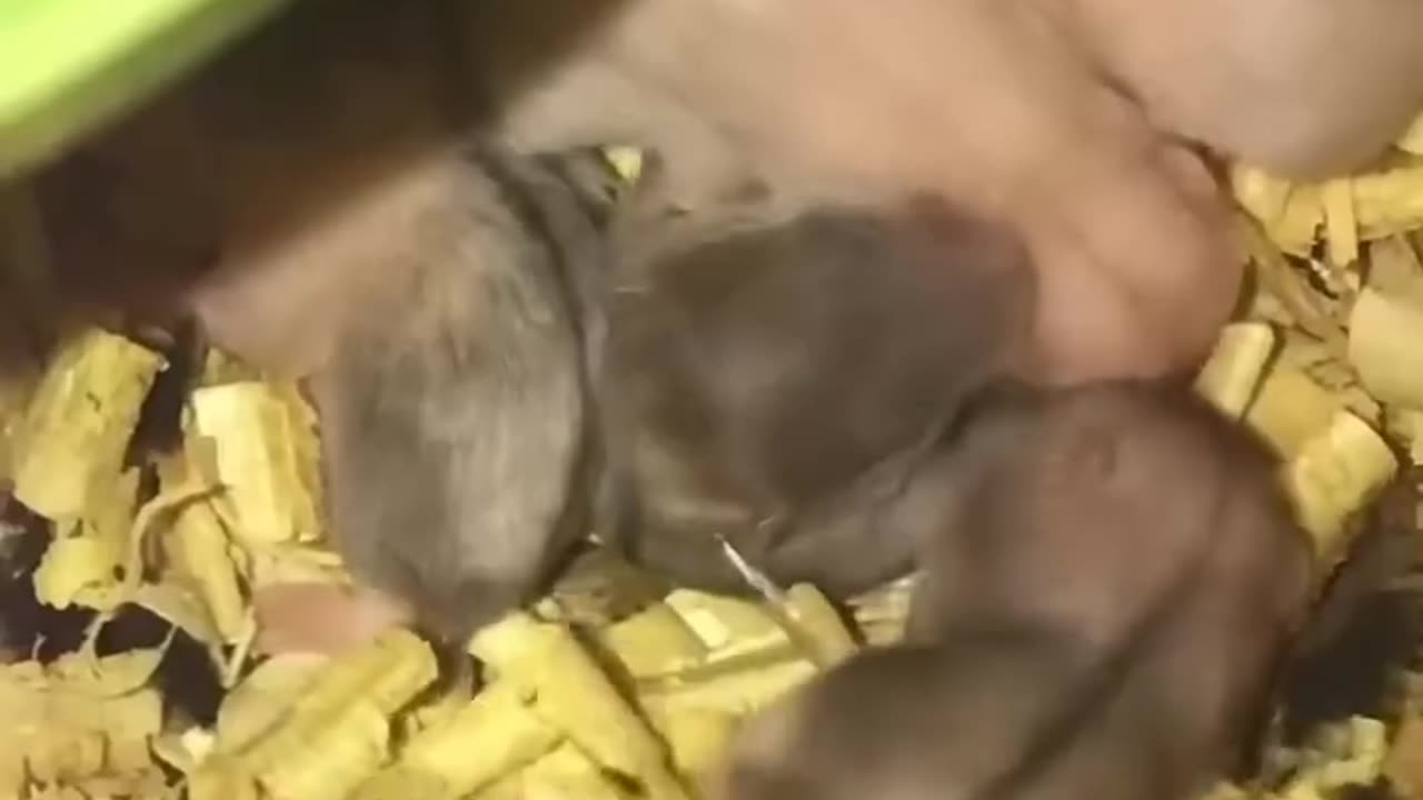 This girl saved a hamster from a cat and then was surprised to find ❤️