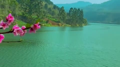 Peach Blossoms Reflecting Emerald Waters: Healing Spring Scenery by the Lake
