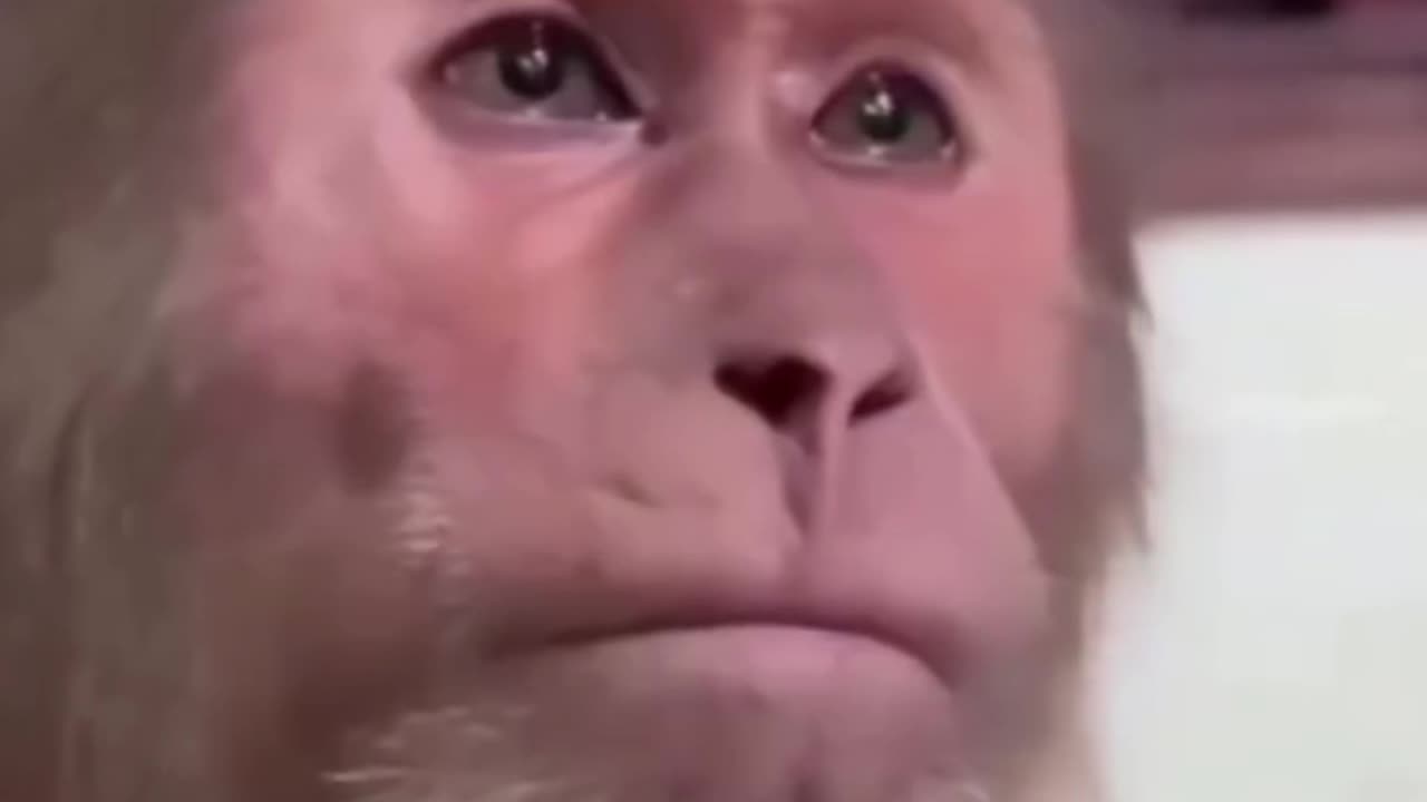 Funny video