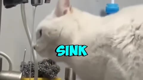 Cats with the problem they ve made