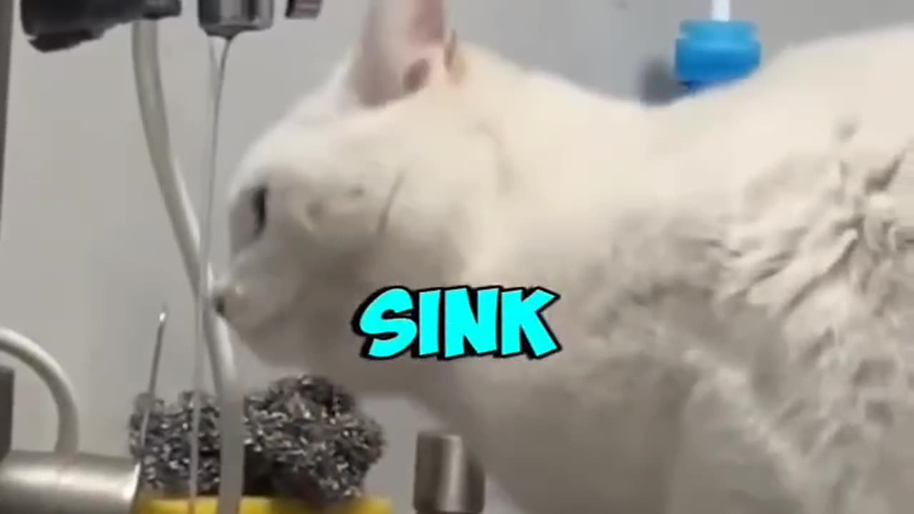 Cats with the problem they ve made