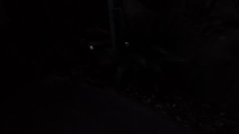 Wood ducks calling in the dark