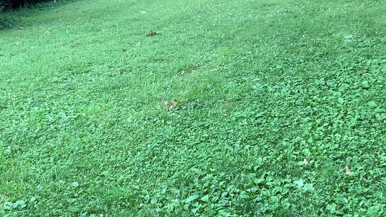 Deer Plays Frisbee With German Shepherd