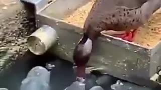 A duck shares his food with with his buddies