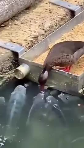 A duck shares his food with with his buddies