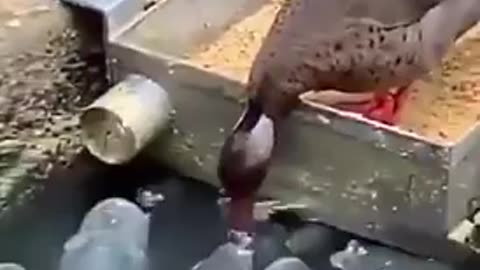 A duck shares his food with with his buddies
