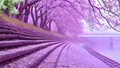 NATURE REELS FUNNY TRANDING VIDEO