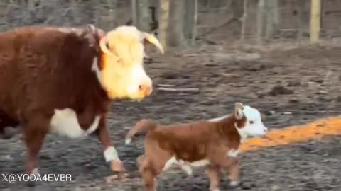 Woe Day 141. I am in the ark. Waiting for GOD to open the Door for a spring/summer Pentecost rapture