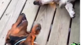 Stand up and fight! Or... OK, just fight then, lazy dogs!