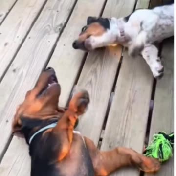 Stand up and fight! Or... OK, just fight then, lazy dogs!