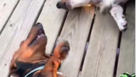Stand up and fight! Or... OK, just fight then, lazy dogs!